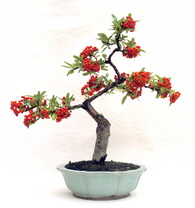 بونسای پیراکانتا کوکسینیا